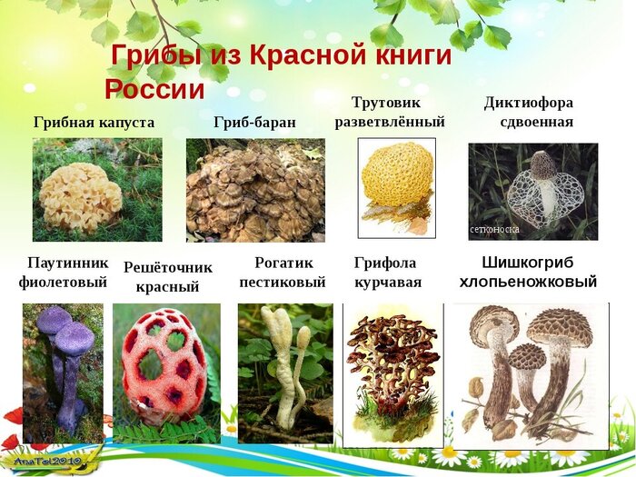С 12 октября 2023 года вступила в силу статья Уголовного кодекса РФ, предполагающая наказание в виде лишения свободы за сбор краснокнижных грибов. С 12 октября 2023 года вступила в силу статья Уголовного кодекса РФ, предполагающая наказание в виде лишения свободы за сбор краснокнижных грибов.
